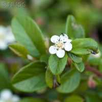 Cotoneaster